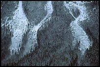 Avalanche gullies. Banff National Park, Canadian Rockies, Alberta, Canada