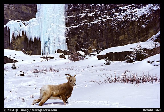 Mountain Goat at the base of a frozen waterfall. Banff National Park, Canadian Rockies, Alberta, Canada (color)