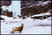 Mountain Goat at the base of a frozen waterfall. Banff National Park, Canadian Rockies, Alberta, Canada