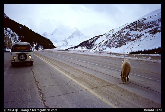Mountain goat and camper car on Icefields Parway in winter. Banff National Park, Canadian Rockies, Alberta, Canada (color)