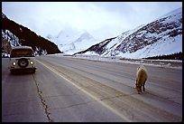 Mountain goat and camper car on Icefields Parway in winter. Banff National Park, Canadian Rockies, Alberta, Canada