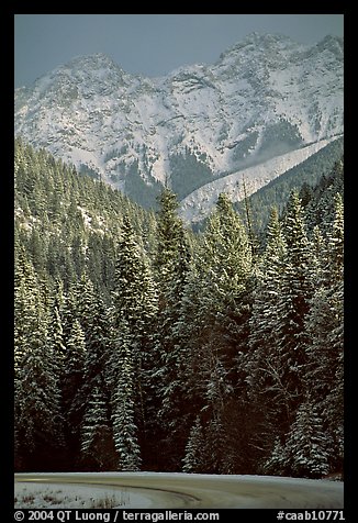 Snowy forest and mountains in storm light seen from the road. Banff National Park, Canadian Rockies, Alberta, Canada