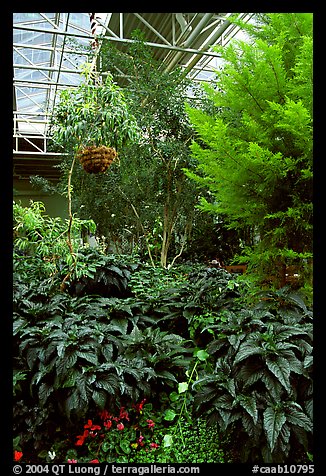 Indoor garden. Calgary, Alberta, Canada (color)