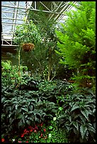 Indoor garden. Calgary, Alberta, Canada ( color)