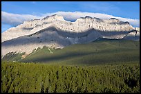 Conifer forest and limestone peaks near Lake Minnewanka, morning. Banff National Park, Canadian Rockies, Alberta, Canada ( color)