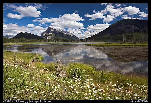 Summer flowers on the shore of first Vermillion Lake, afternon. Banff National Park, Canadian Rockies, Alberta, Canada