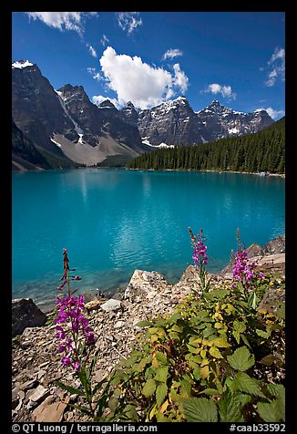 Fireweed and Moraine Lake, late morning. Banff National Park, Canadian Rockies, Alberta, Canada (color)