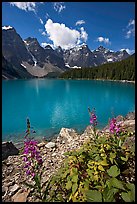 Fireweed and Moraine Lake, late morning. Banff National Park, Canadian Rockies, Alberta, Canada ( color)