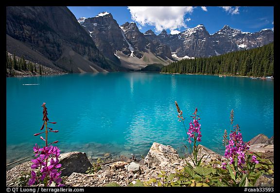 Fireweed and turquoise waters of Moraine Lake, late morning. Banff National Park, Canadian Rockies, Alberta, Canada