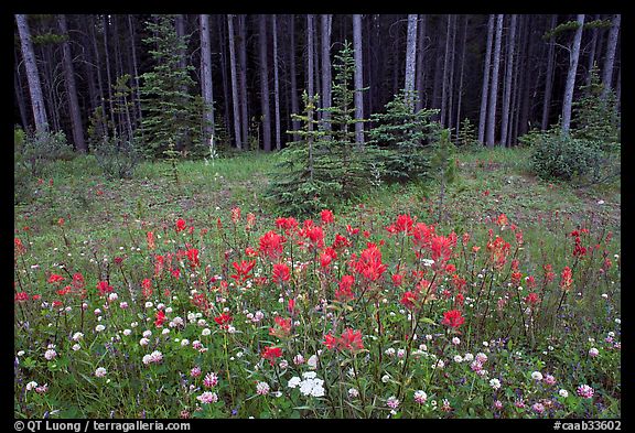 Red Painbrush and forest. Banff National Park, Canadian Rockies, Alberta, Canada (color)