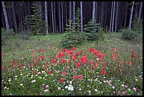 Red Painbrush and forest. Banff National Park, Canadian Rockies, Alberta, Canada (color)