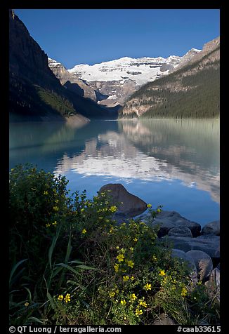 Yellow flowers, Victoria Peak, and Lake Louise, morning. Banff National Park, Canadian Rockies, Alberta, Canada (color)