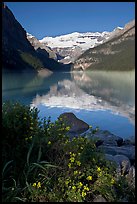 Yellow flowers, Victoria Peak, and Lake Louise, morning. Banff National Park, Canadian Rockies, Alberta, Canada ( color)