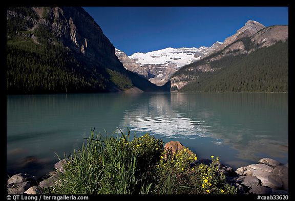 Yellow flowers, Victoria Peak, and green-blue waters of Lake Louise, morning. Banff National Park, Canadian Rockies, Alberta, Canada