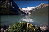 Yellow flowers, Victoria Peak, and green-blue waters of Lake Louise, morning. Banff National Park, Canadian Rockies, Alberta, Canada (color)