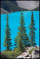 Spruce trees and turquoise blue waters of Moraine Lake , mid-morning. Banff National Park, Canadian Rockies, Alberta, Canada (color)