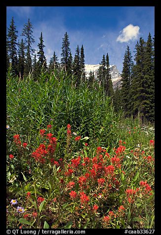 Painbrush and trees. Banff National Park, Canadian Rockies, Alberta, Canada (color)