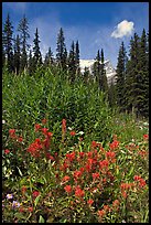 Painbrush and trees. Banff National Park, Canadian Rockies, Alberta, Canada