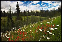Red paintbrush flowers, daisies, and mountains. Banff National Park, Canadian Rockies, Alberta, Canada (color)