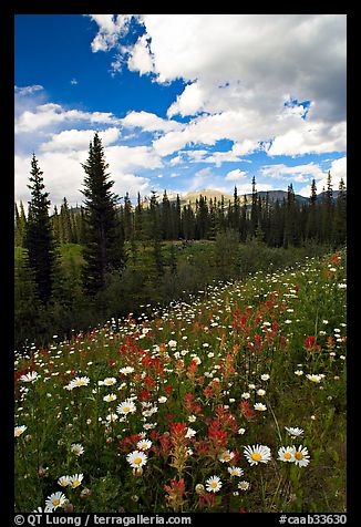 Meadow with Red paintbrush flowers and daisies. Banff National Park, Canadian Rockies, Alberta, Canada