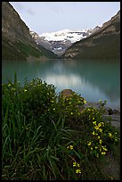 Yellow flowers, Victoria Peak, and green-blue Lake Louise, dawn. Banff National Park, Canadian Rockies, Alberta, Canada