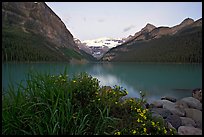 Yellow flowers, Victoria Peak, and Lake Louise, dawn. Banff National Park, Canadian Rockies, Alberta, Canada