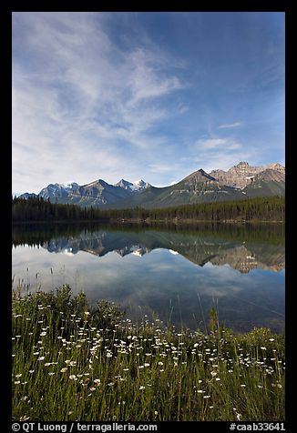 Wildflowers, Herbert Lake and  Bow range, morning. Banff National Park, Canadian Rockies, Alberta, Canada (color)