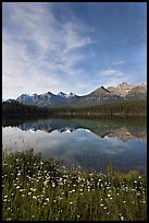 Wildflowers, Herbert Lake and  Bow range, morning. Banff National Park, Canadian Rockies, Alberta, Canada (color)