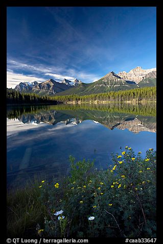 Yellow flowers and Bow range reflected in Herbert Lake, early morning. Banff National Park, Canadian Rockies, Alberta, Canada (color)