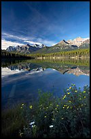 Yellow flowers and Bow range reflected in Herbert Lake, early morning. Banff National Park, Canadian Rockies, Alberta, Canada