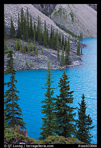 Conifers and blue waters of Moraine Lake. Banff National Park, Canadian Rockies, Alberta, Canada