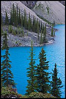 Conifers and blue waters of Moraine Lake. Banff National Park, Canadian Rockies, Alberta, Canada (color)