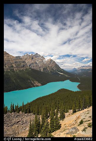 Peyto Lake, turquoise-colored by glacial flour, mid-day. Banff National Park, Canadian Rockies, Alberta, Canada