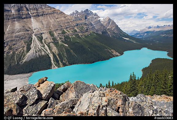 Marmot sitting on a boulder above Peyto Lake. Banff National Park, Canadian Rockies, Alberta, Canada (color)