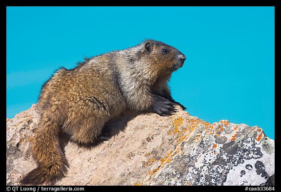 Marmot sitting on rock. Banff National Park, Canadian Rockies, Alberta, Canada