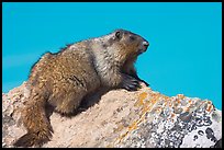 Marmot sitting on rock. Banff National Park, Canadian Rockies, Alberta, Canada