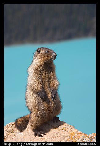 Marmot standing. Banff National Park, Canadian Rockies, Alberta, Canada (color)