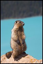 Marmot standing. Banff National Park, Canadian Rockies, Alberta, Canada (color)