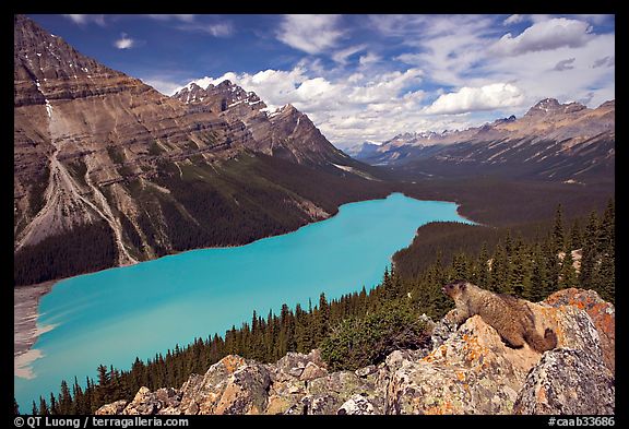 Marmot overlooking Peyto Lake, mid-day. Banff National Park, Canadian Rockies, Alberta, Canada (color)