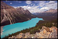 Marmot overlooking Peyto Lake, mid-day. Banff National Park, Canadian Rockies, Alberta, Canada