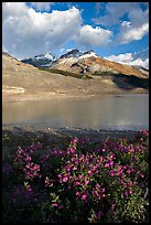 Wildflowers and  glacial pond at the base of the Athabasca Glacier. Jasper National Park, Canadian Rockies, Alberta, Canada