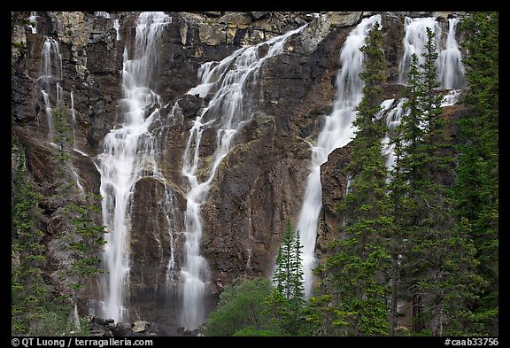 Tangle Falls and trees. Jasper National Park, Canadian Rockies, Alberta, Canada