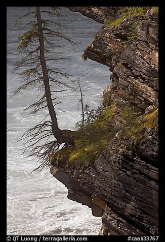 Spruce tree growing on a steep ledge,  Athabasca Falls. Jasper National Park, Canadian Rockies, Alberta, Canada (color)