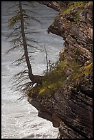 Spruce tree growing on a steep ledge,  Athabasca Falls. Jasper National Park, Canadian Rockies, Alberta, Canada ( color)