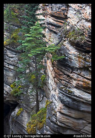 Trees and canyon walls,  Athabasca Falls. Jasper National Park, Canadian Rockies, Alberta, Canada