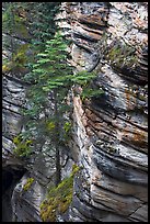 Trees and canyon walls,  Athabasca Falls. Jasper National Park, Canadian Rockies, Alberta, Canada (color)