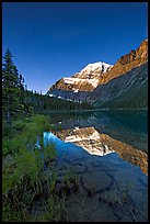 Mt Edith Cavell reflected in Cavell Lake, sunrise. Jasper National Park, Canadian Rockies, Alberta, Canada