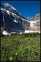 Wildflowers on Cavell Meadows, and Mt Edith Cavell. Jasper National Park, Canadian Rockies, Alberta, Canada ( color)