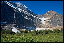 Cavell Meadows, Mt Edith Cavell, and Angel Glacier, morning. Jasper National Park, Canadian Rockies, Alberta, Canada ( color)