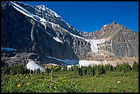 Cavell Meadows, Mt Edith Cavell, and Angel Glacier, morning. Jasper National Park, Canadian Rockies, Alberta, Canada